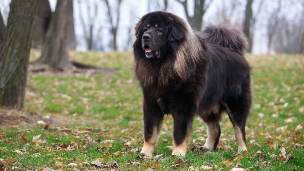 Tibetan Mastiff  bite force