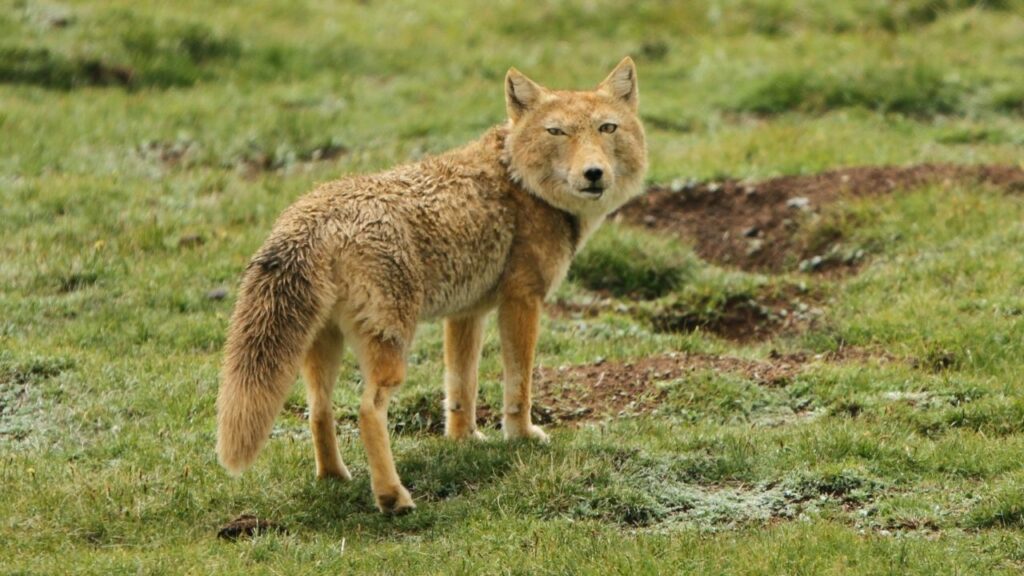 Tibetan Sand Fox