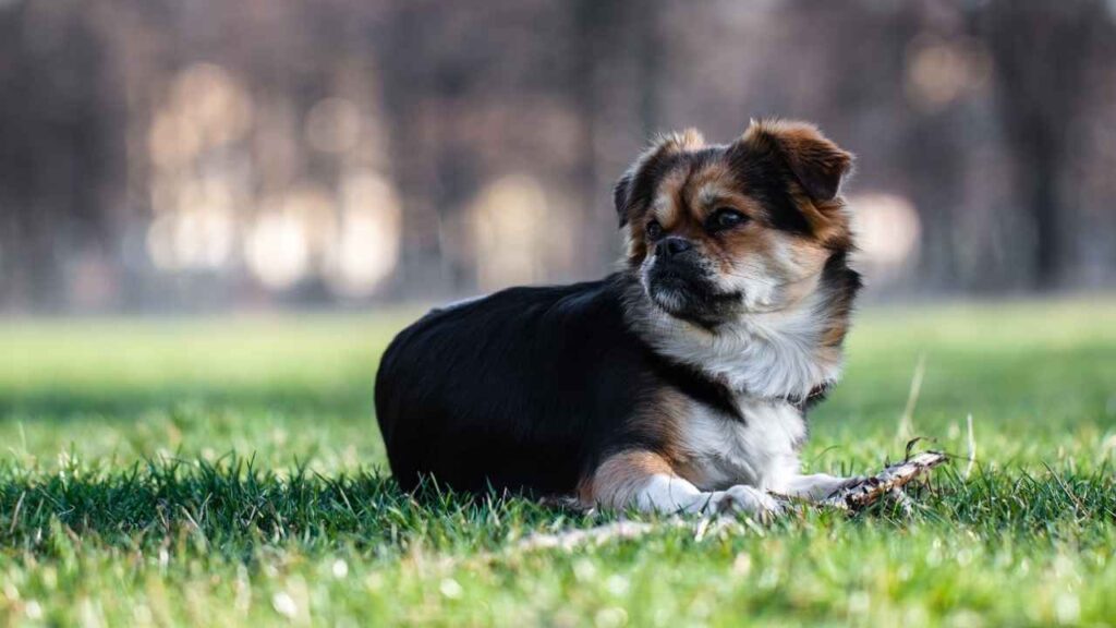 Tibetan Spaniel