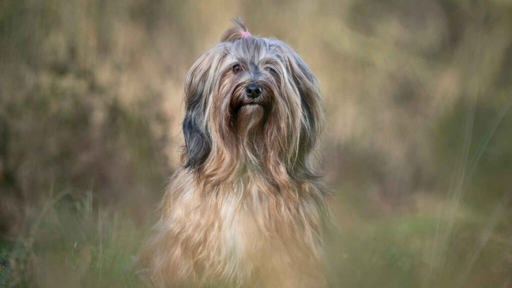 Tibetan Terrier