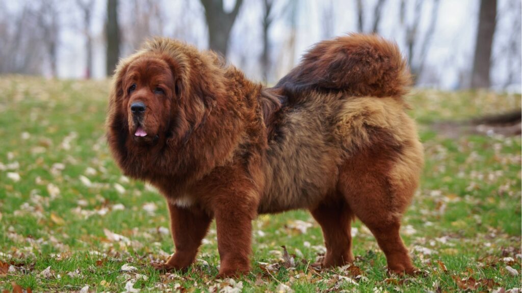 Tibetan mastiff