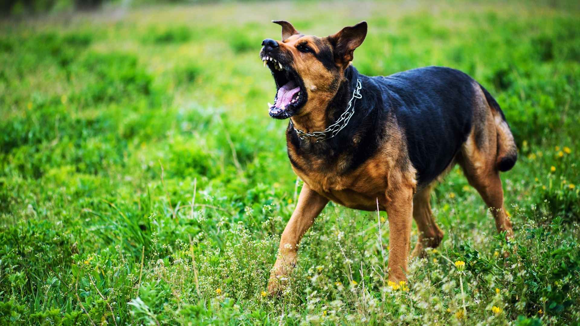 Top 5 Guard Dog Breeds Against Intruders