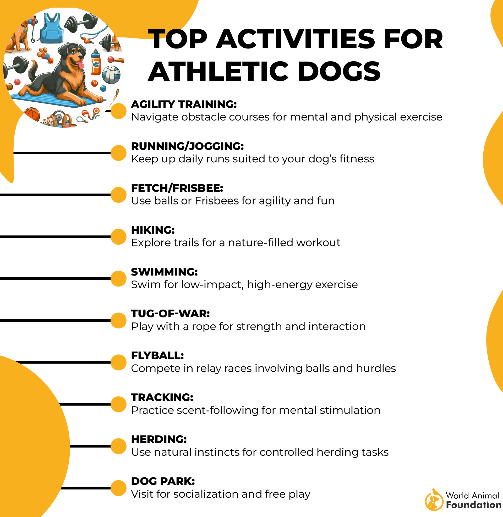 Top Activities for Athletic Dogs-01