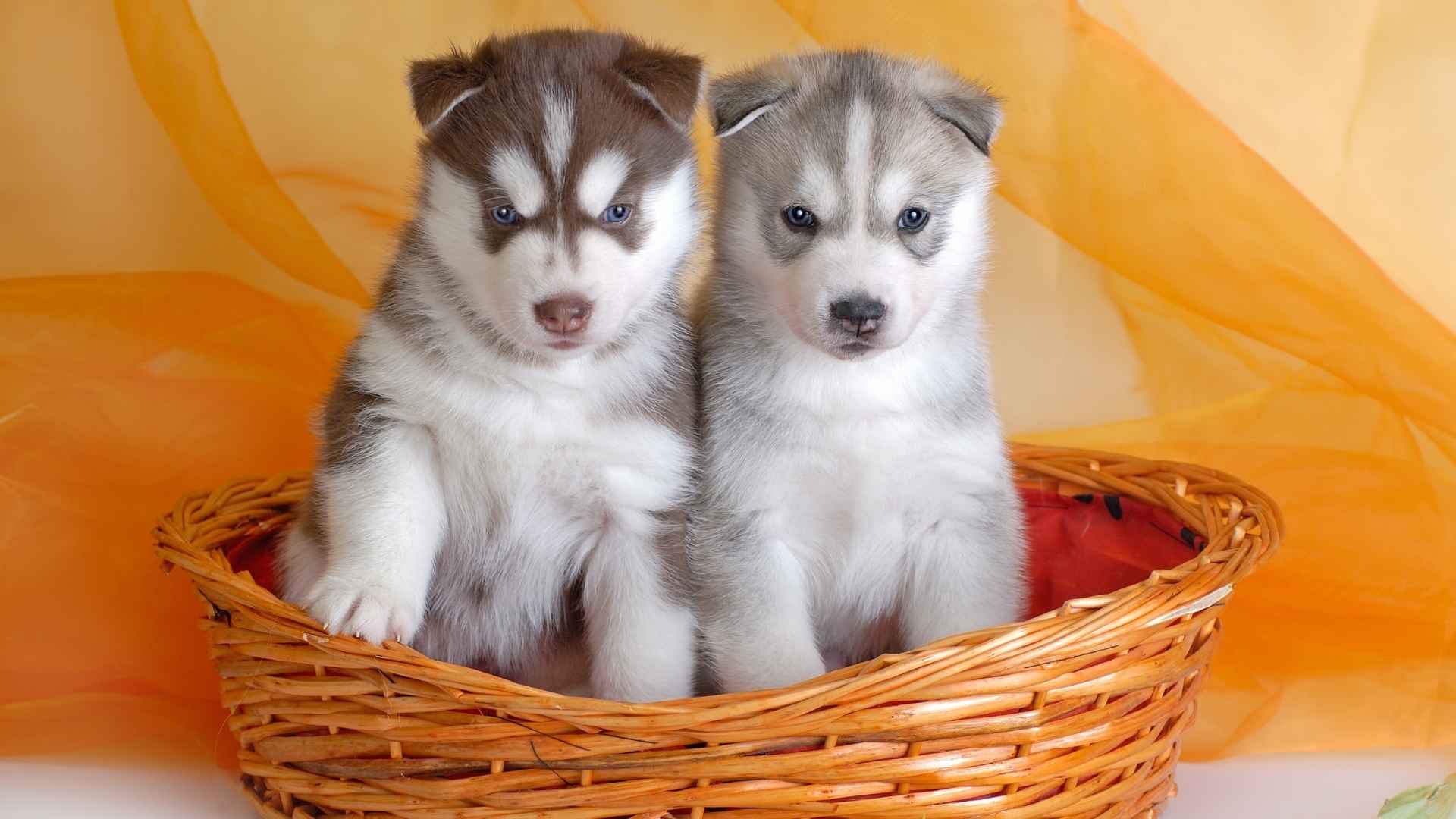 Top Dog Breeds with Most Beautiful Puppies That Will Melt Your Heart