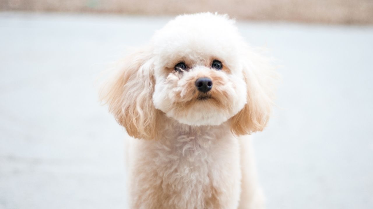 Toy Poodle