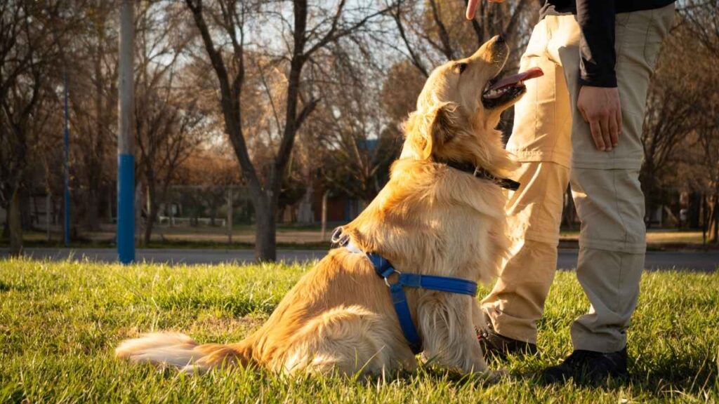 Training Tips for Golden Retrievers 1