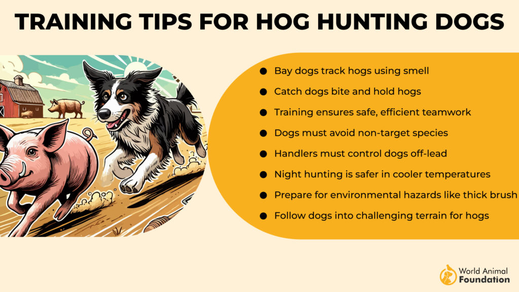 Training Tips for Hog-Hunting-Dogs