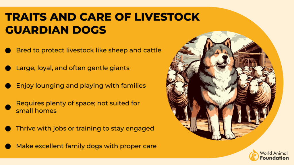 Traits and Care of Livestock Guardian Dogs