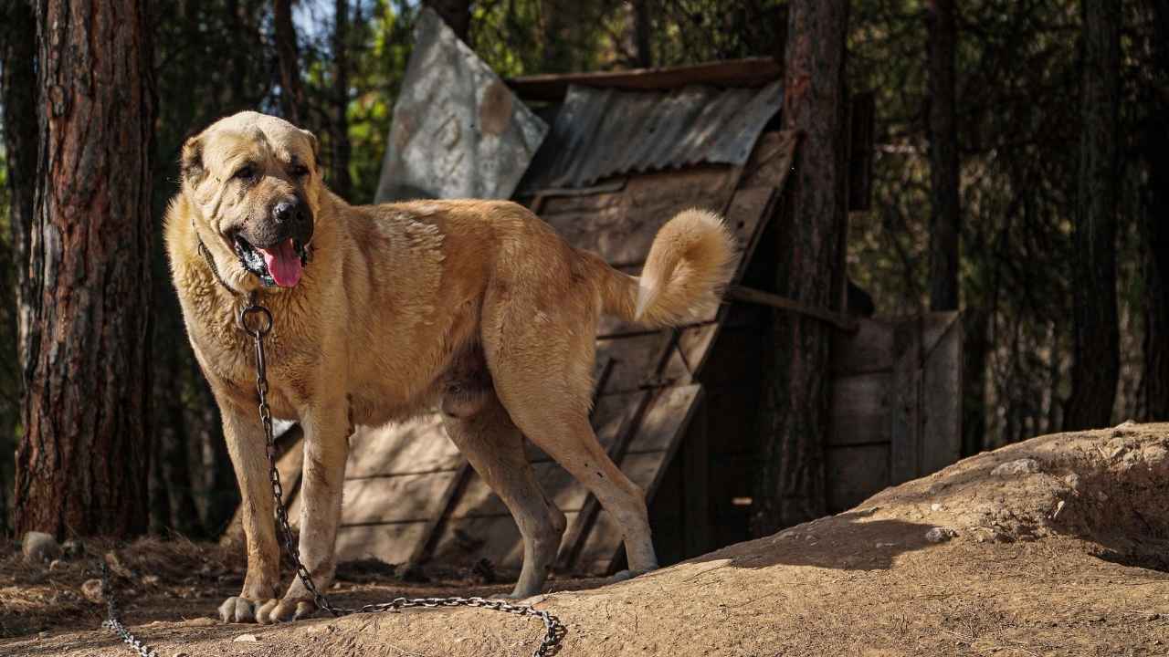 Turkish Kangal