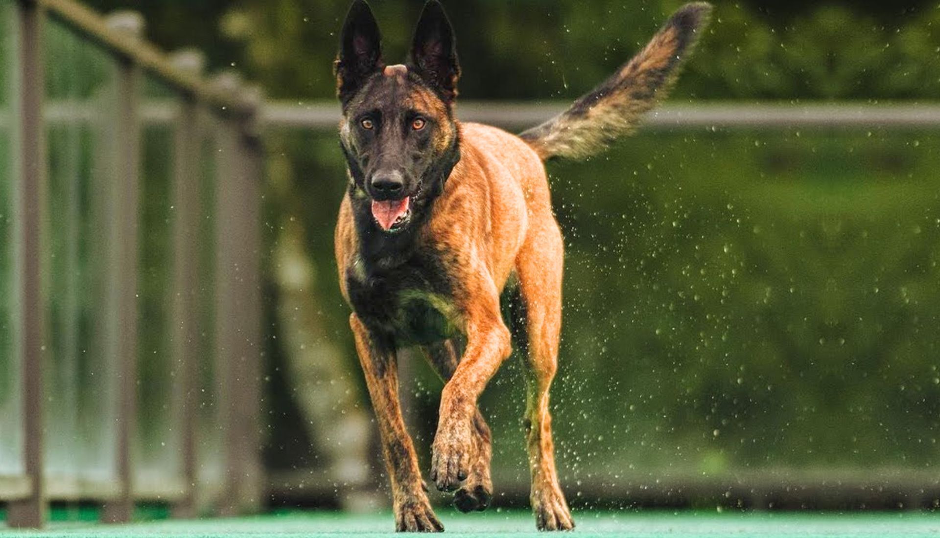 Types Of Belgian Malinois