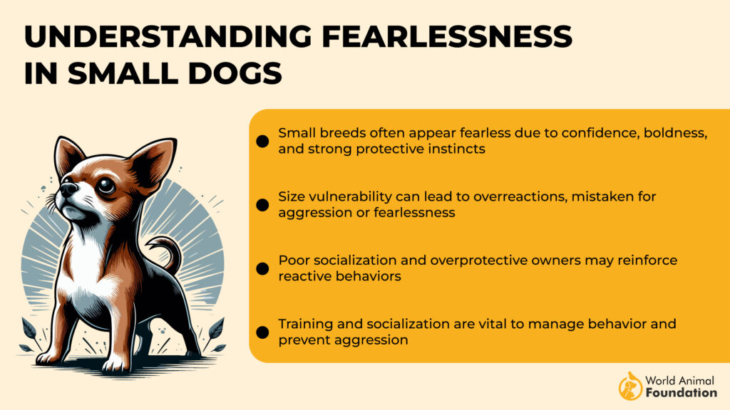 Understanding Fearlessness in Small Dogs