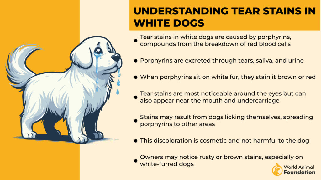 Understanding Tear Stains in White Dogs