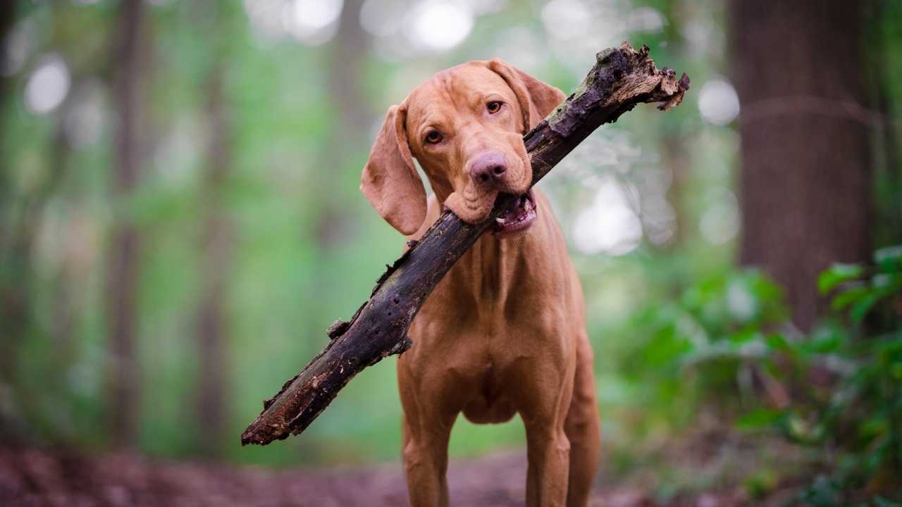 Vizsla