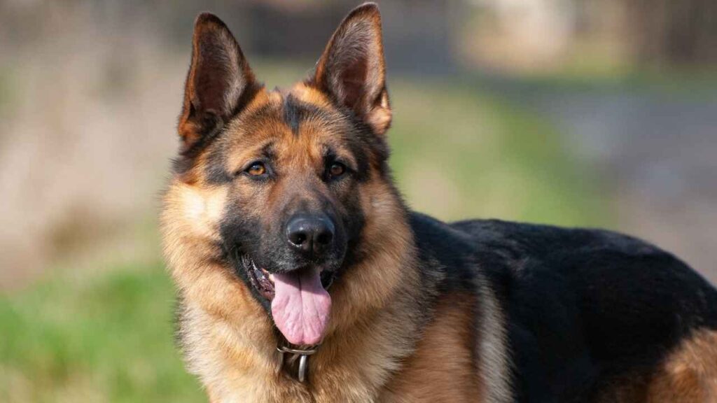 West German Shepherd