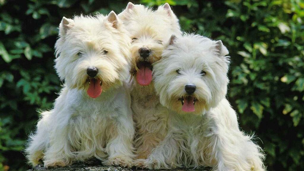 West Highland Terrier