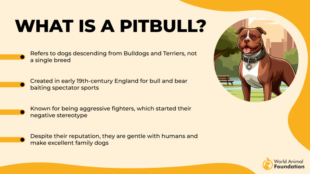 What Is a Pitbull