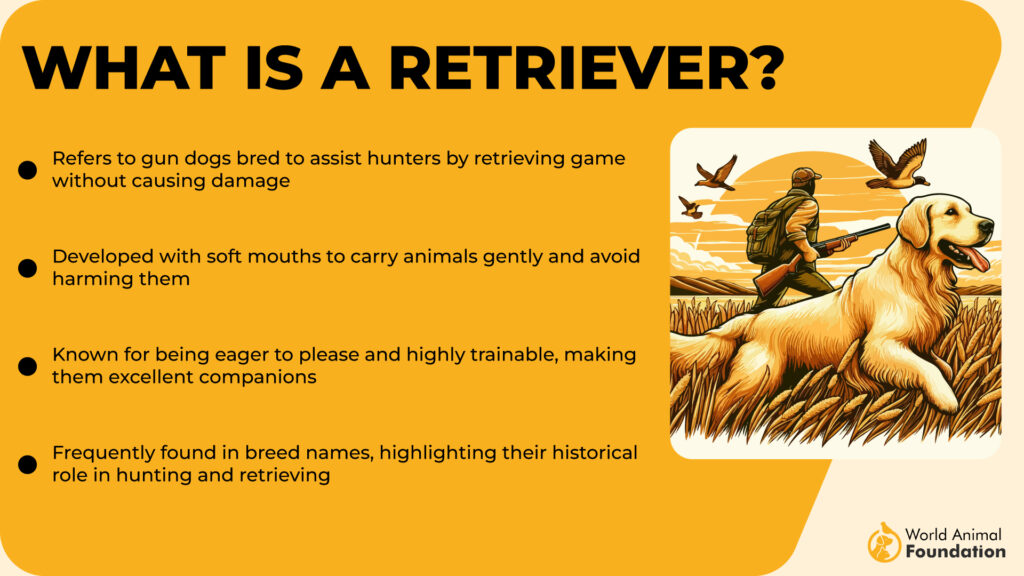 What is a Retriever