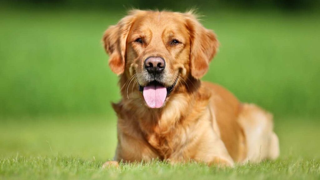 https://worldanimalfoundation.org/dogs/are-golden-retrievers-good-guard-dogs/Why Golden Retrievers Can Be Effective Watchdogs