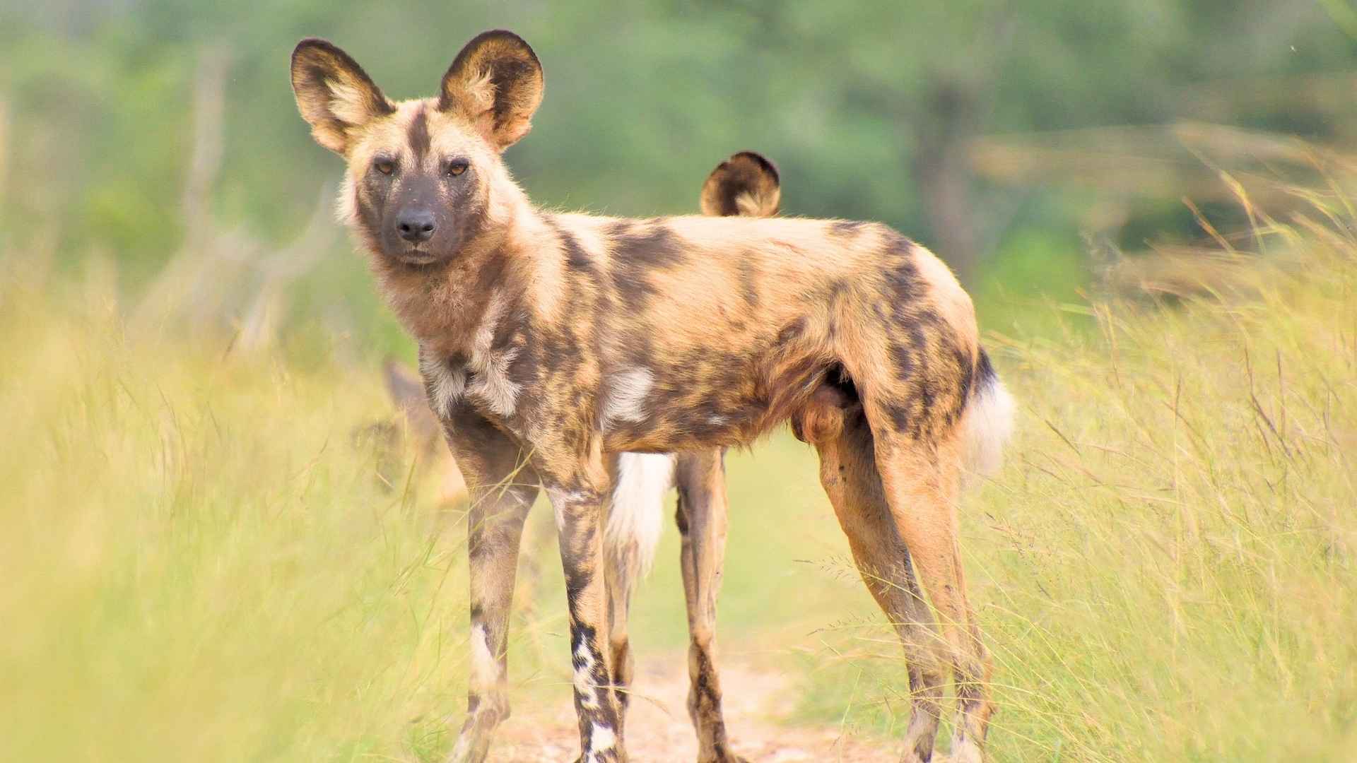 Wild Dog breeds