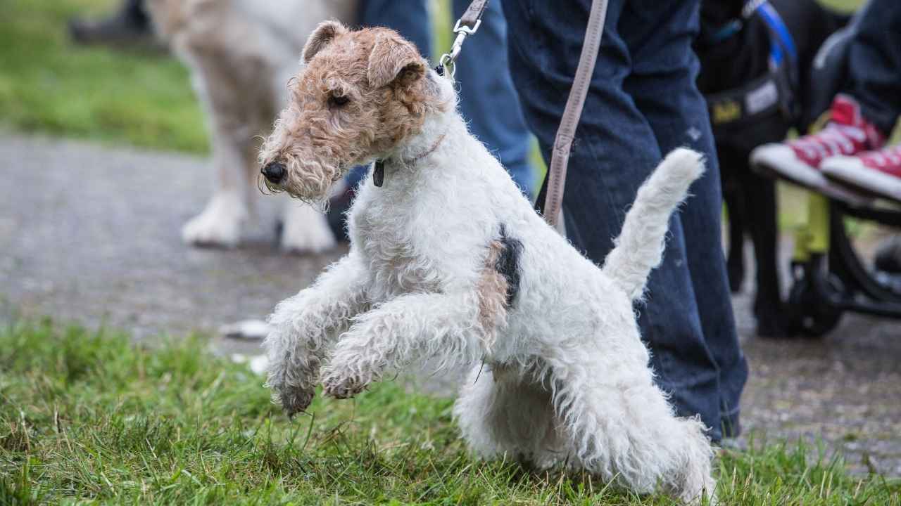 Wire Fox Terrier