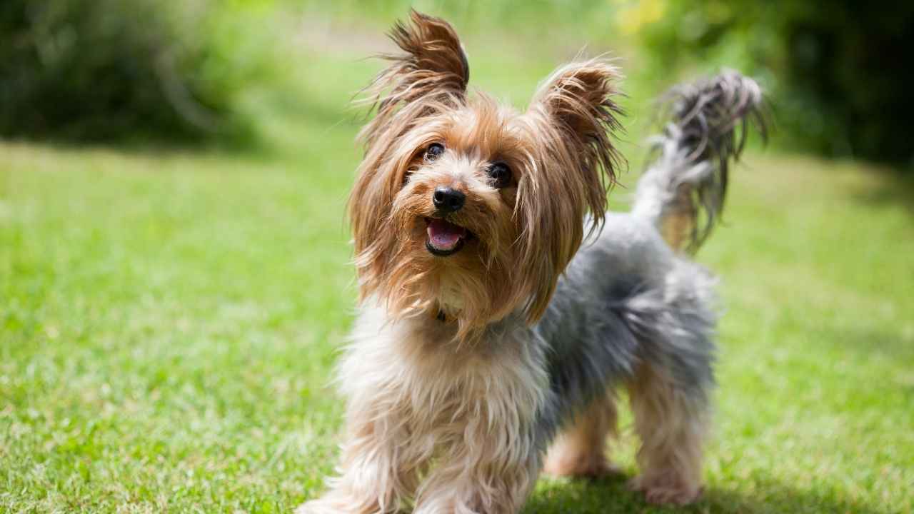 Yorkshire Terrier