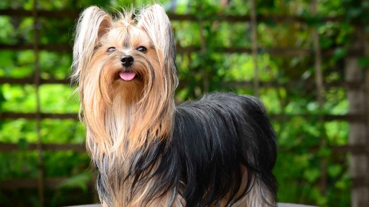 Yorkshire Terrier