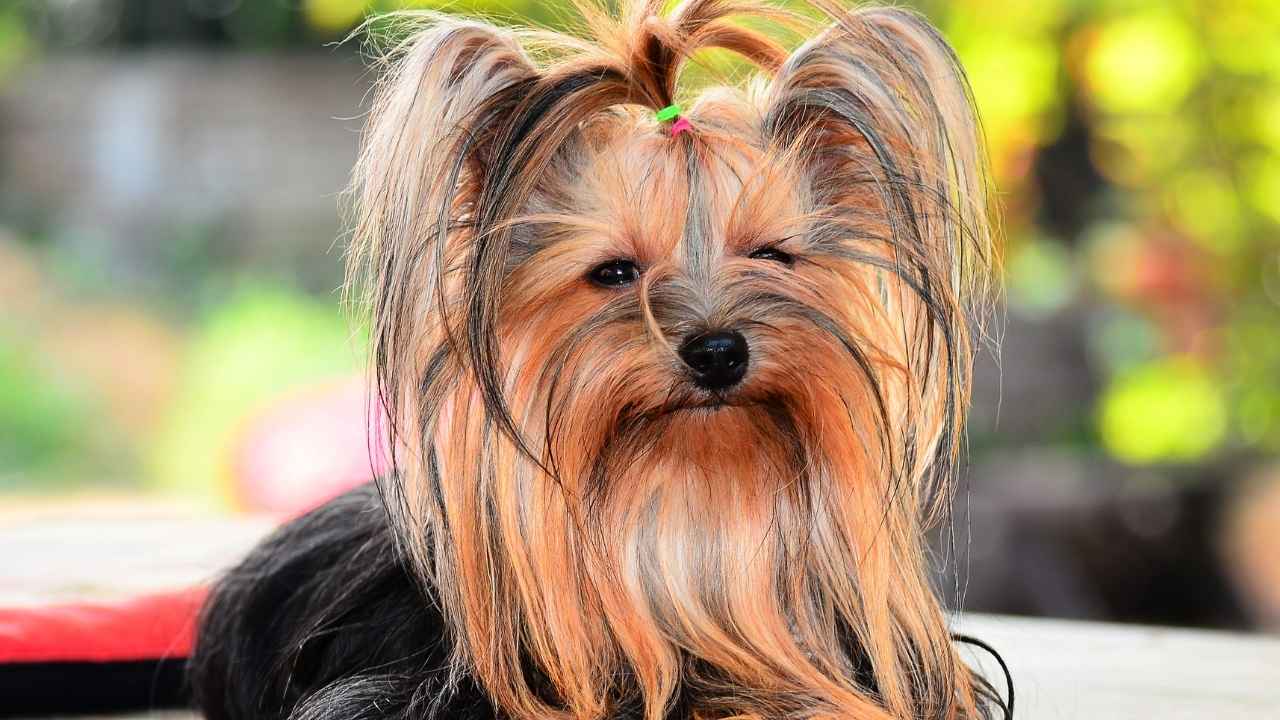 Yorkshire Terrier