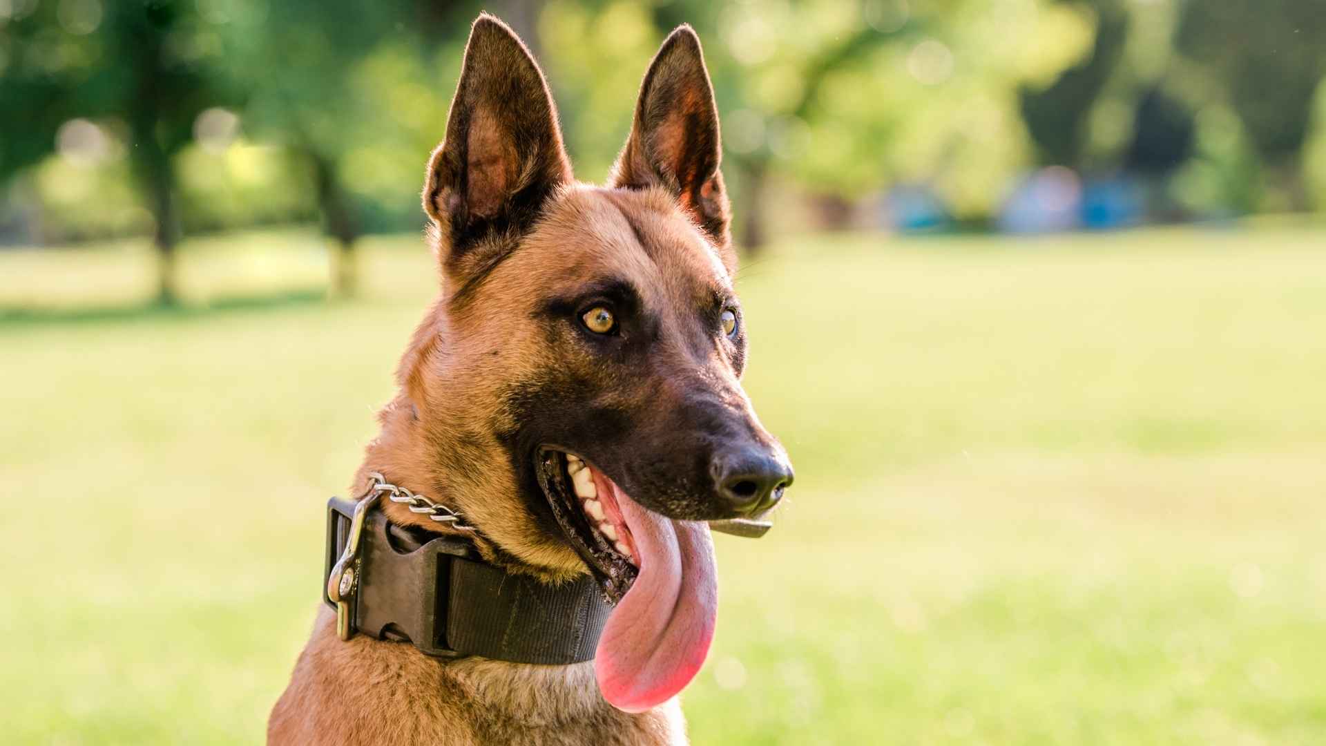 active Belgian Malinois