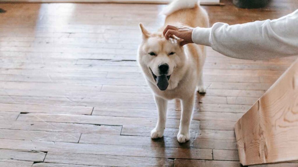 are akita good family dog