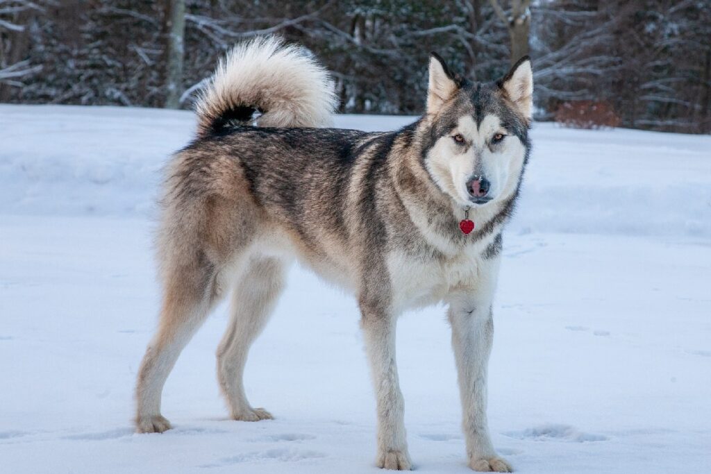 dog breed to hunt bears