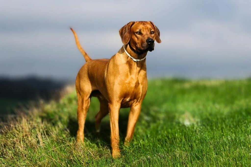 bear hunting dogs