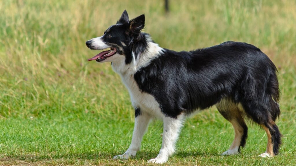 best guard dogs for bears
