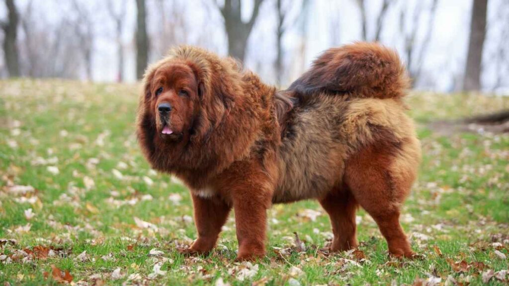 biggest dog breed
