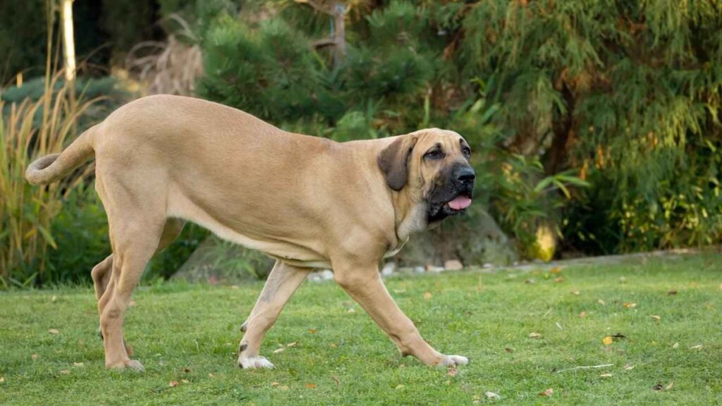 bite force of Fila Brasileiro