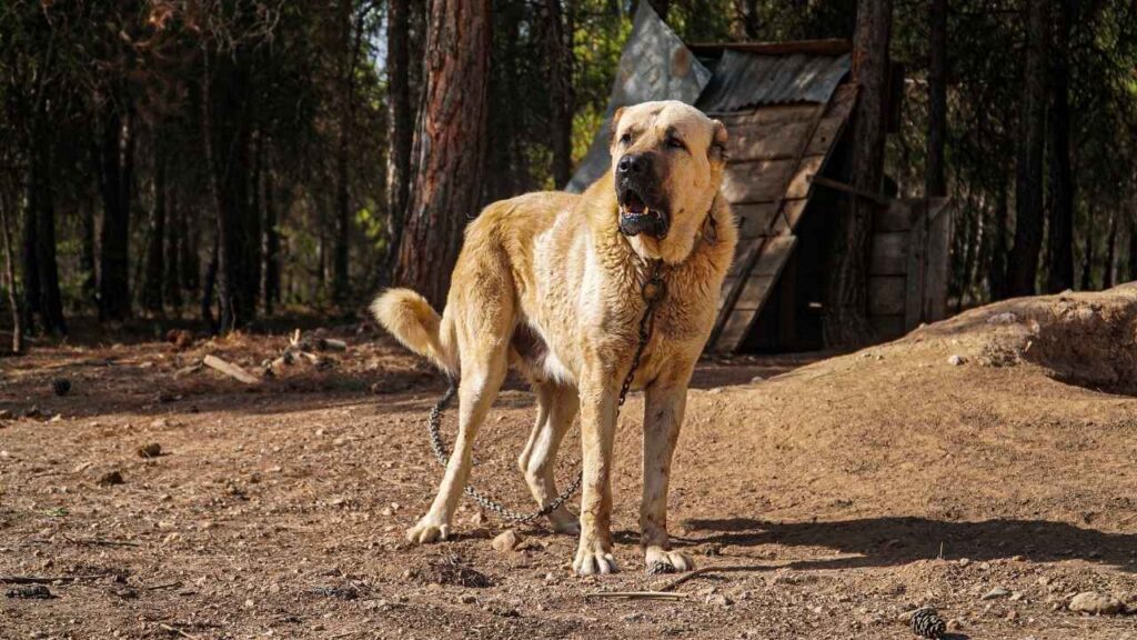 bite force of a kangal