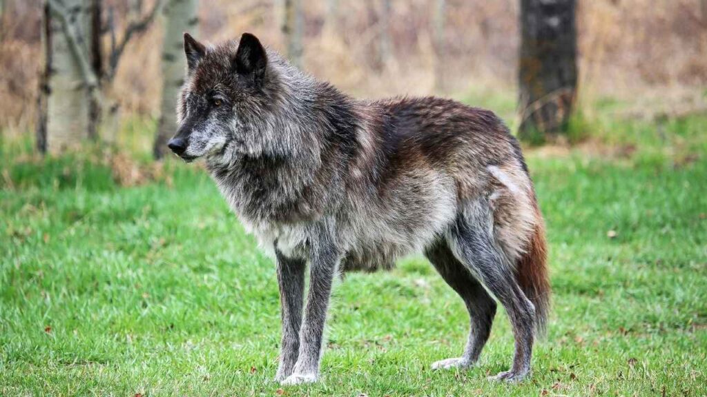 Italian Wolfdog