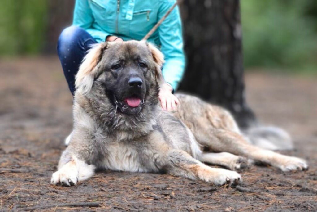 dog breed to hunt bears