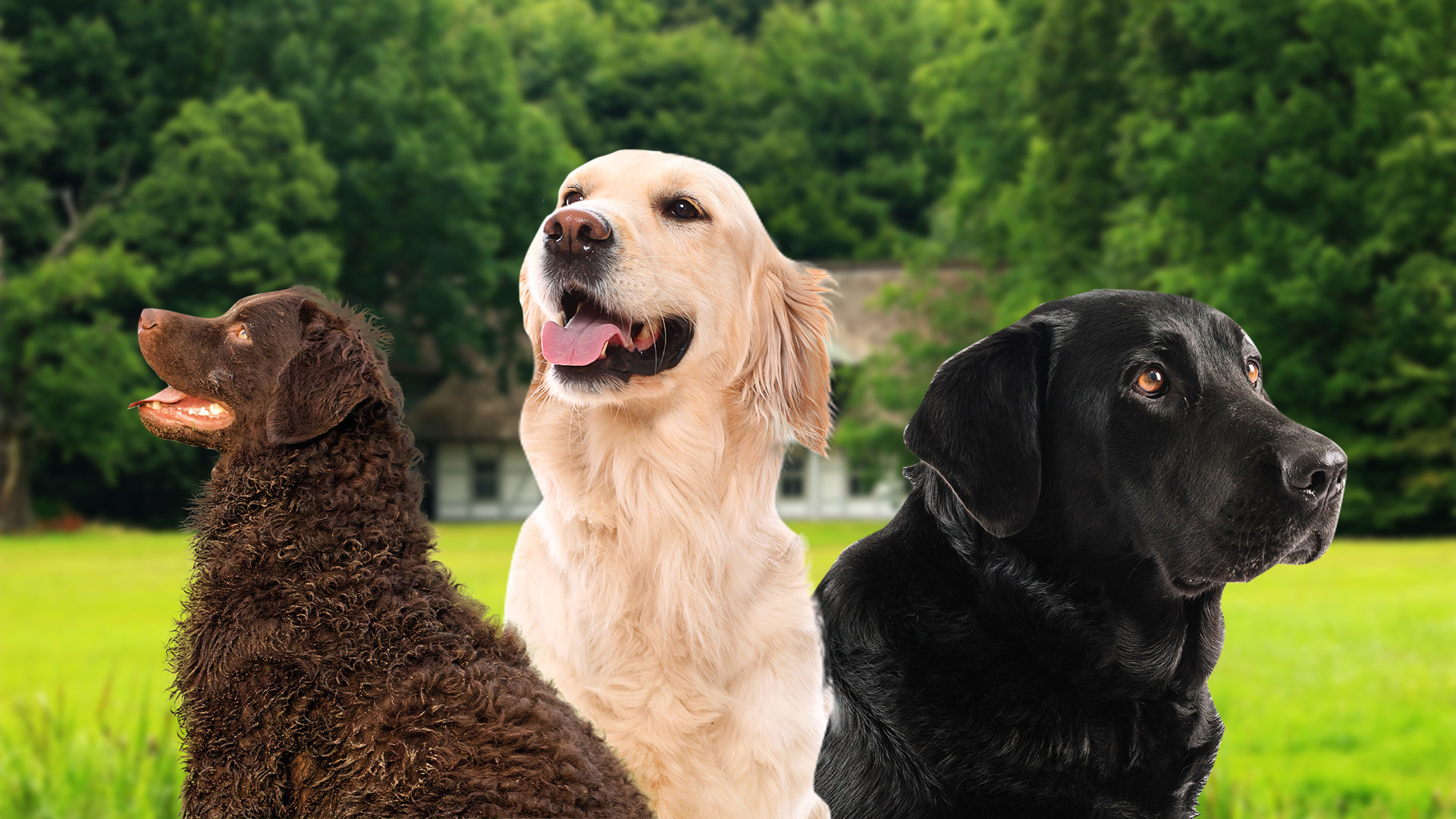 dog breeds similar to labradors