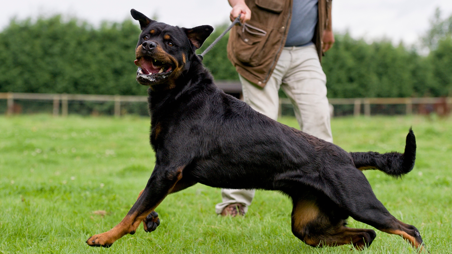 dog breeds that will guard you with their life