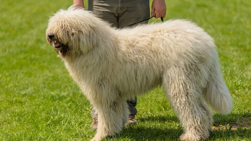 dog breeds that will protect you
