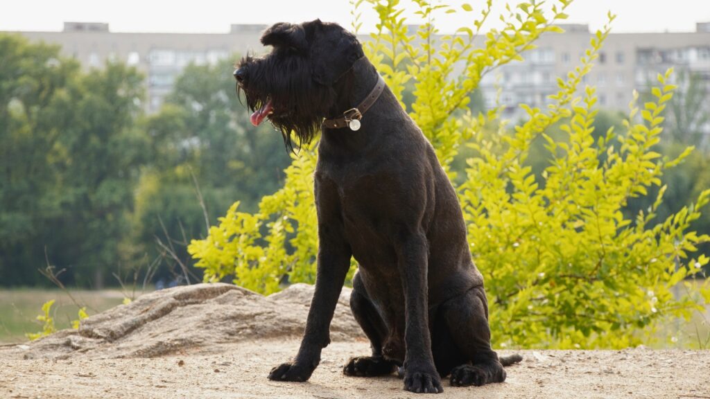 dog breeds that will protect you with their life
