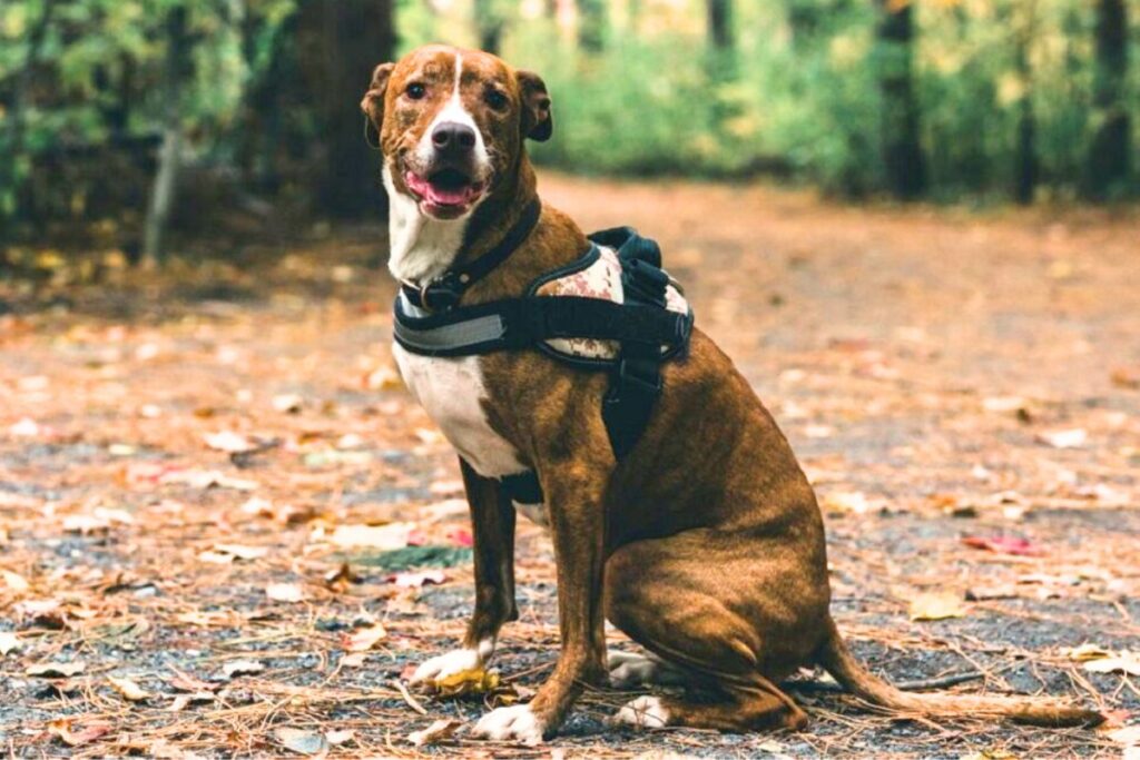 dog that hunts bears