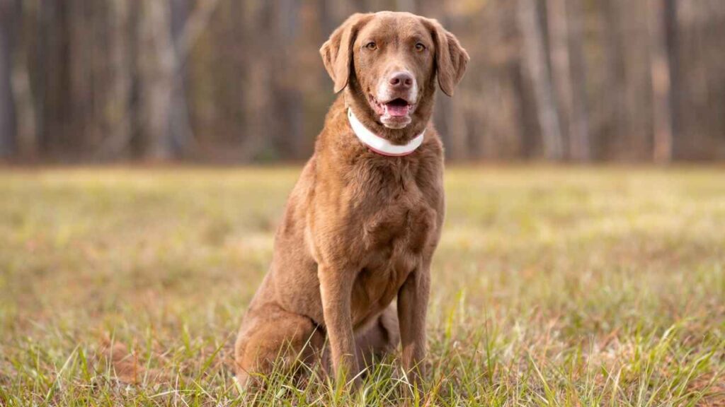 dog that looks like a golden retriever