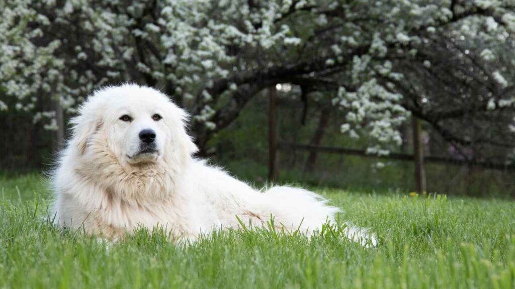 small dogs that look like golden retrievers