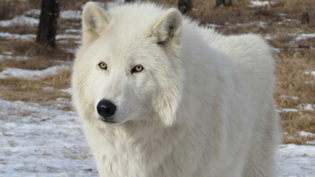 dog that looks like coyote