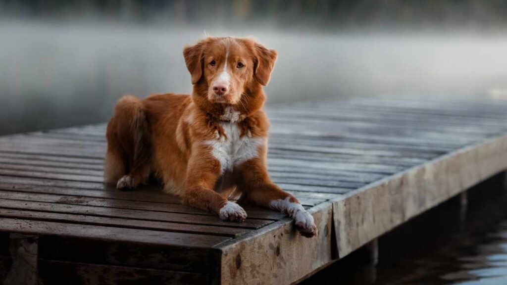 dog that looks like golden retriever but smaller