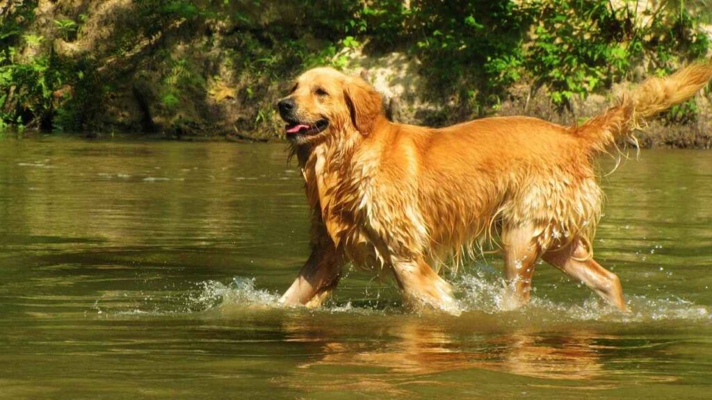 dogs similar to golden retrievers