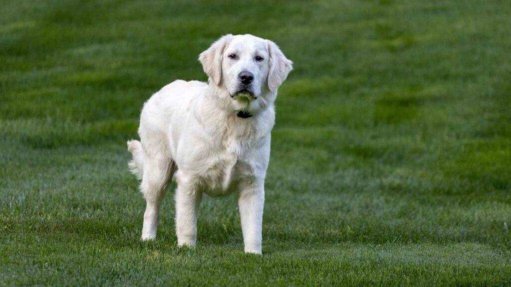 dogs that look like golden retriever