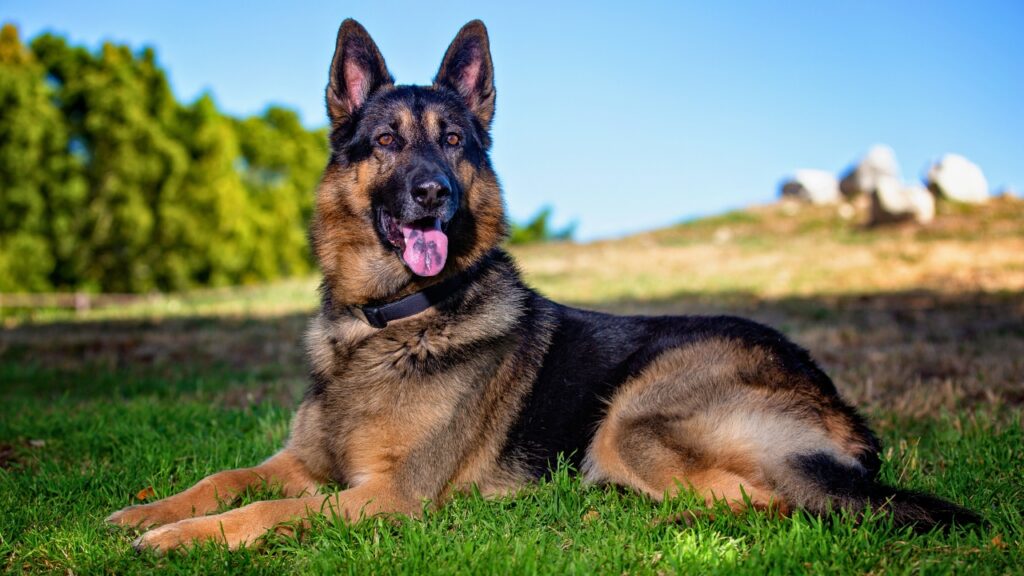 dogs that will protect you without training
