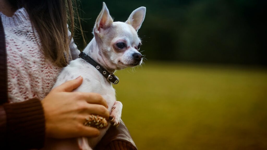 emotional support dog for Women